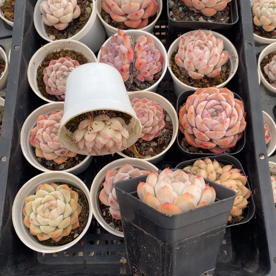 多肉植物十四个开播福利752