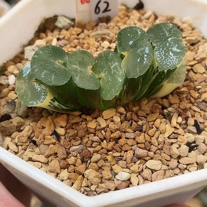 62大绳玉扇锦一物一拍