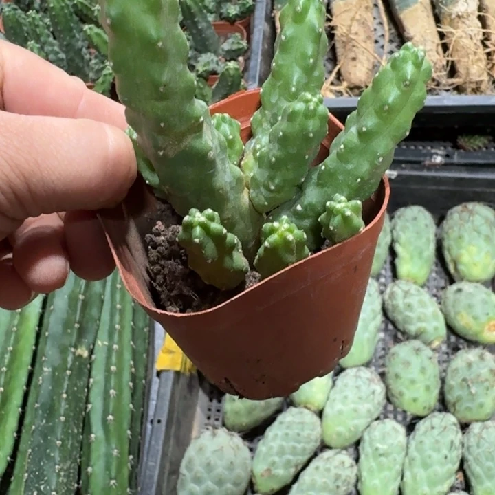 310新品水仙情郎掉侧牙无售后脱土发货，20包邮