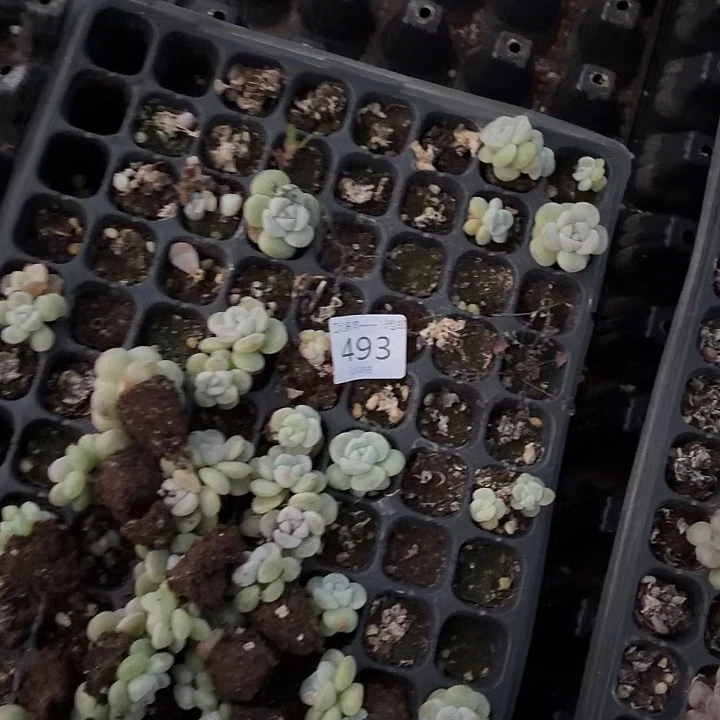 是***~493 号到手1框江北多肉