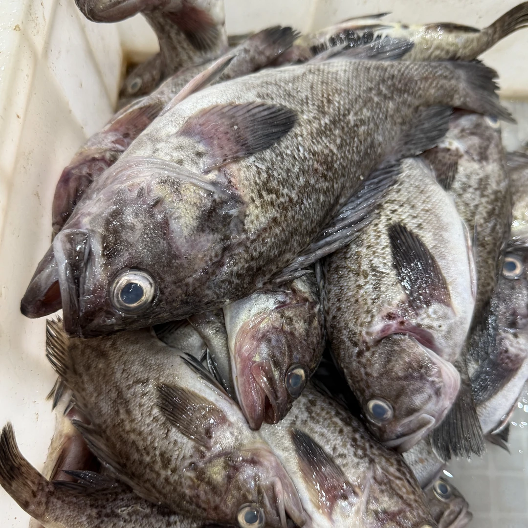 本海野生黑鱼（一斤4.5条）