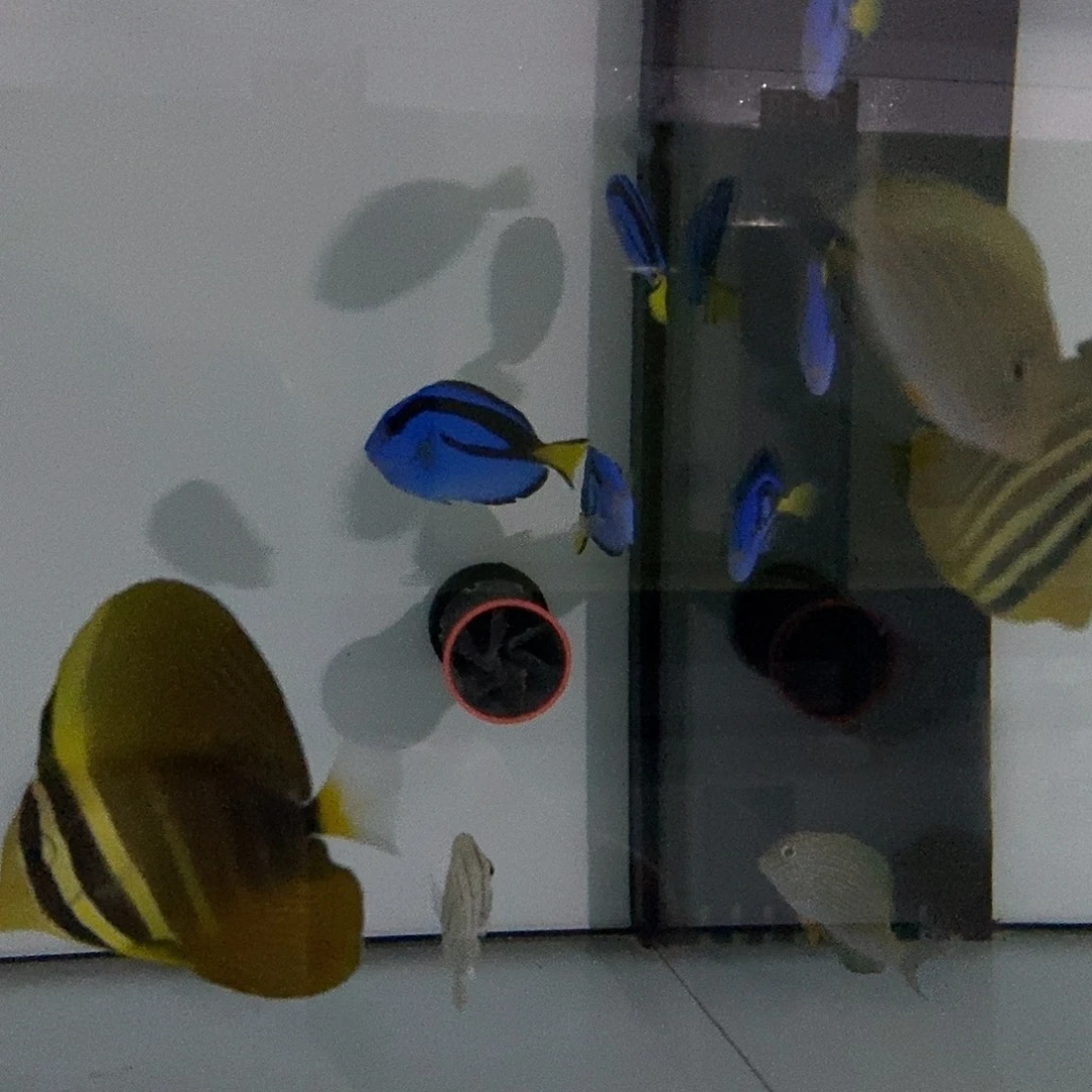 海水鱼海水观赏鱼蓝吊5