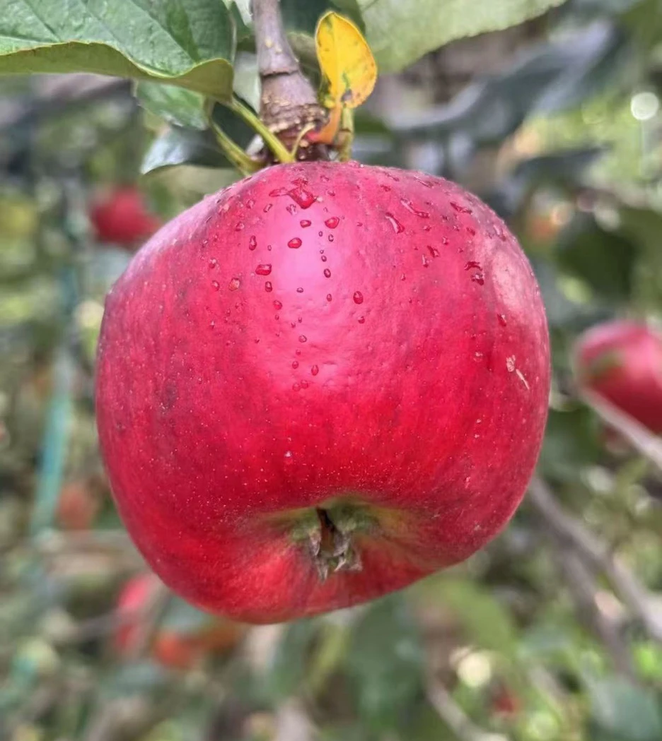 云南昭通高原丑苹果华硕现摘现发脆甜多汁高山种植