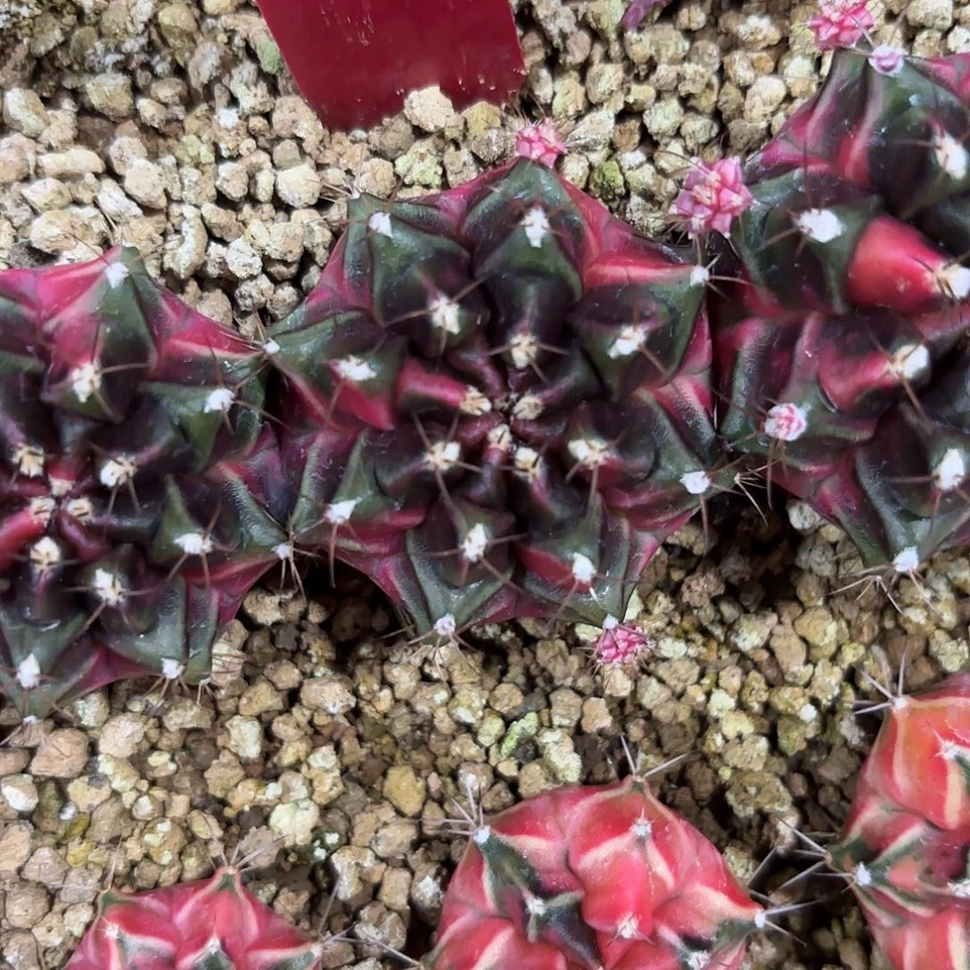 L805-1021泰国发货