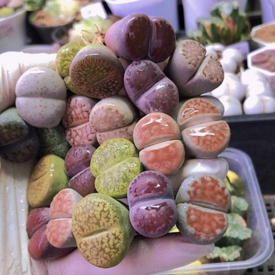 无花朵0862，20颗2-2.3厘米