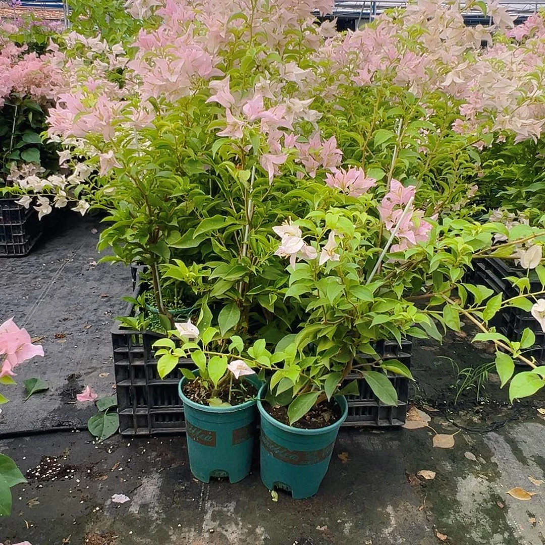 大部分花苞少量开放姬小桃带竹一颗