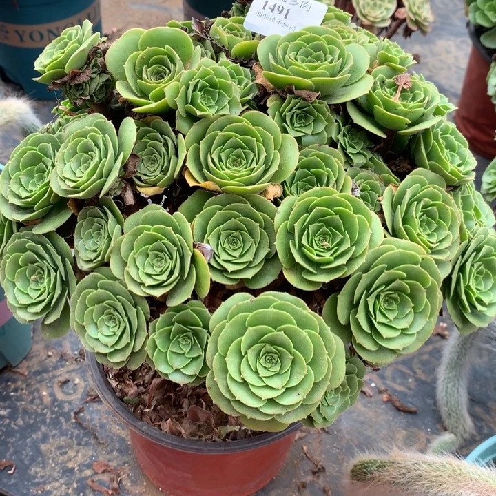 1491绿羊绒多肉植物特价