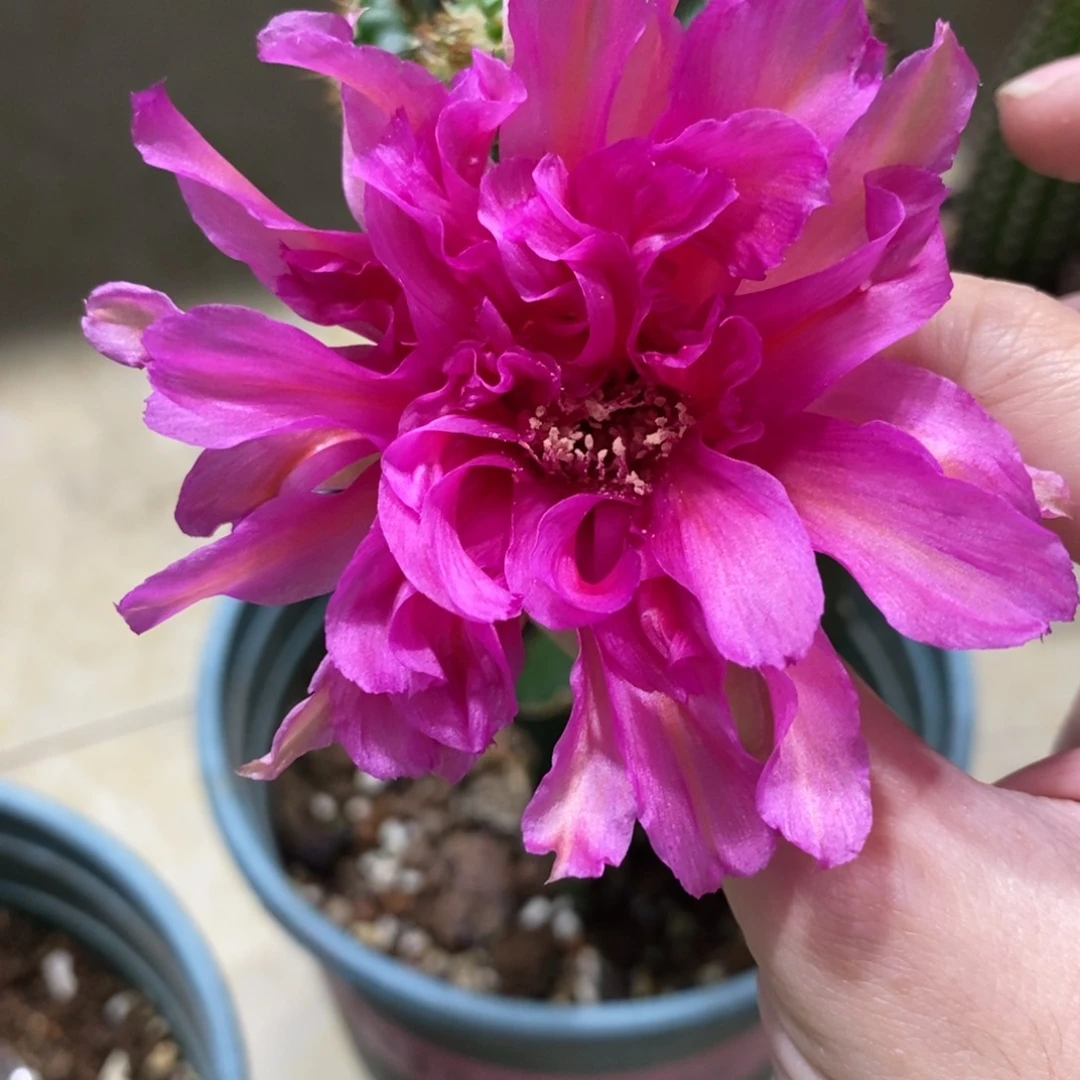 新品丽花L40母本带花苞