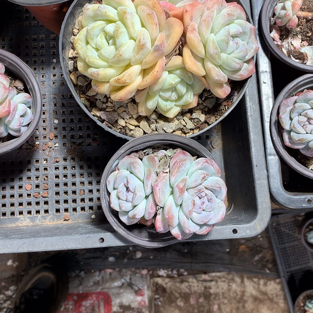 感恩遇见多肉植物