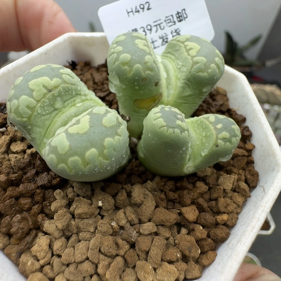 492多肉哈哈哈哈哈哈好怪