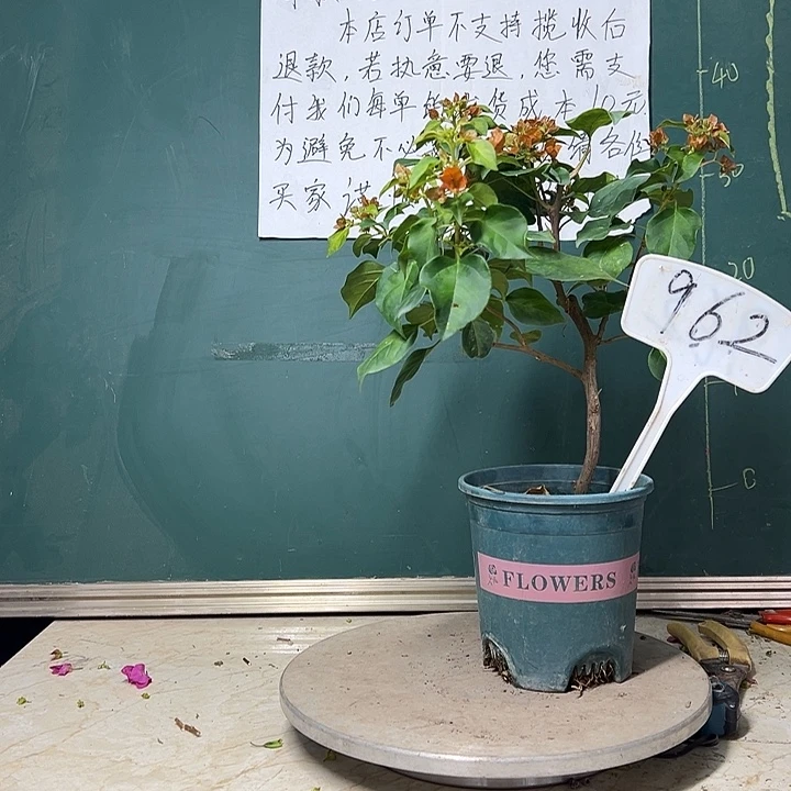 完全开放暗斑夕阳红962