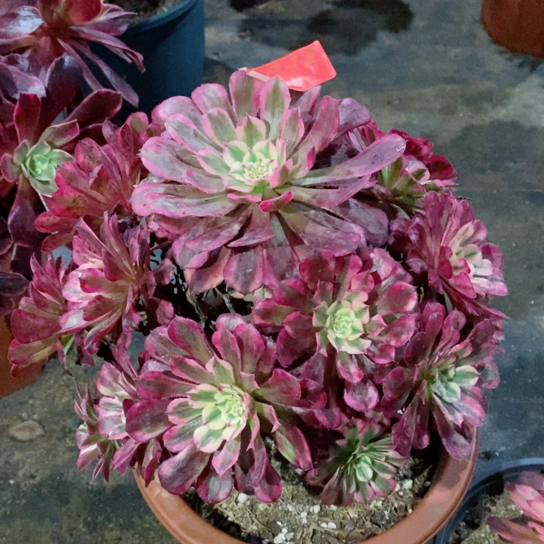 红桐白772多肉11111