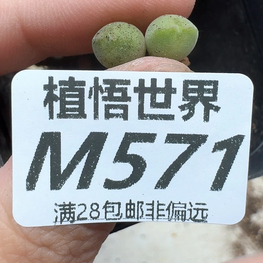 多肉植物的润泽和f
