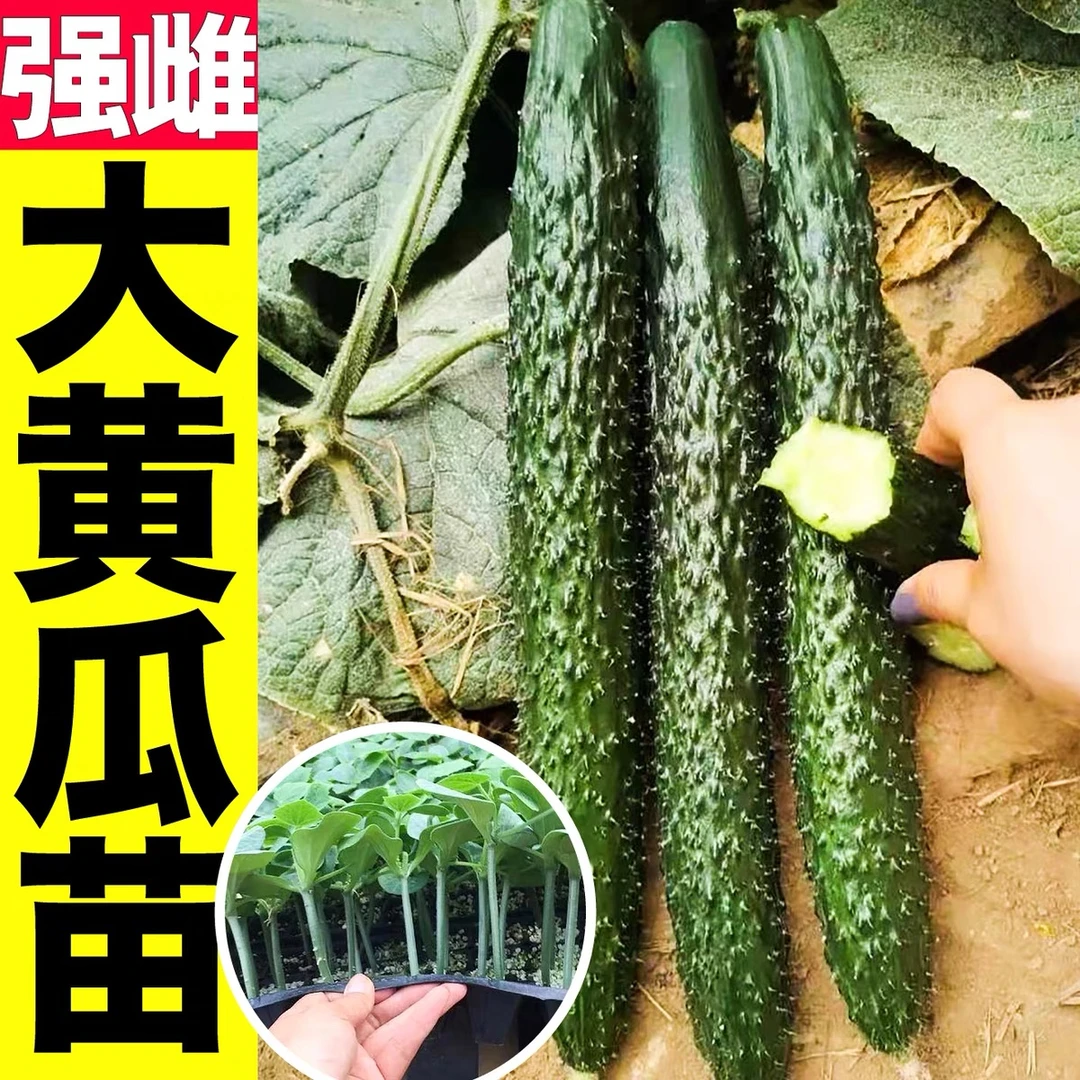 黄瓜苗带土水果黄瓜秧苗四季密刺秋黄瓜四季蔬菜苗阳台盆栽种绿色