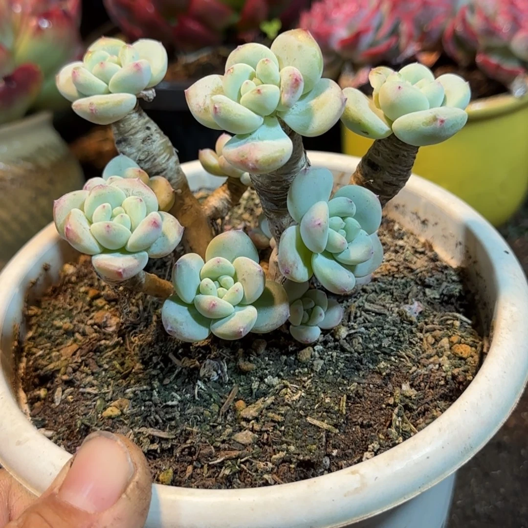 丸叶望舒一物一拍包装收缩花旱