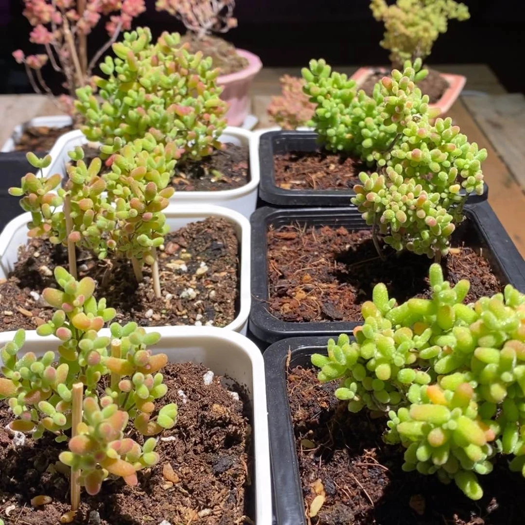 枝干番杏多肉植物322