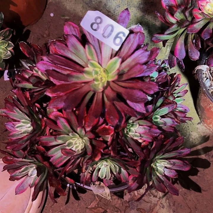 806红胭脂多肉植物处理不售后