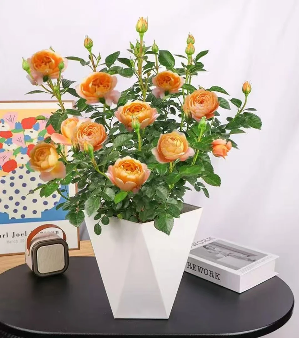 HY果汁阳台月季带花苞盆栽大花浓香型四季开花好养护易活