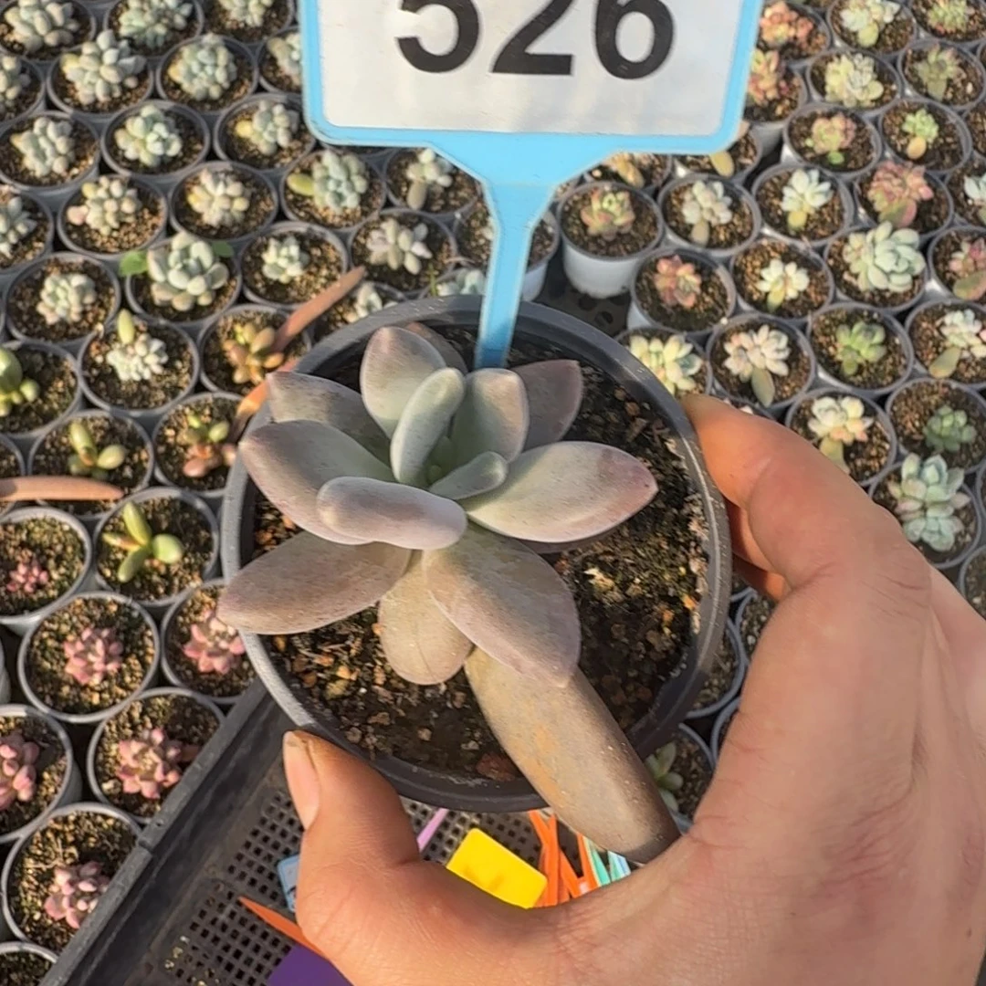 多肉植物栗子星球526