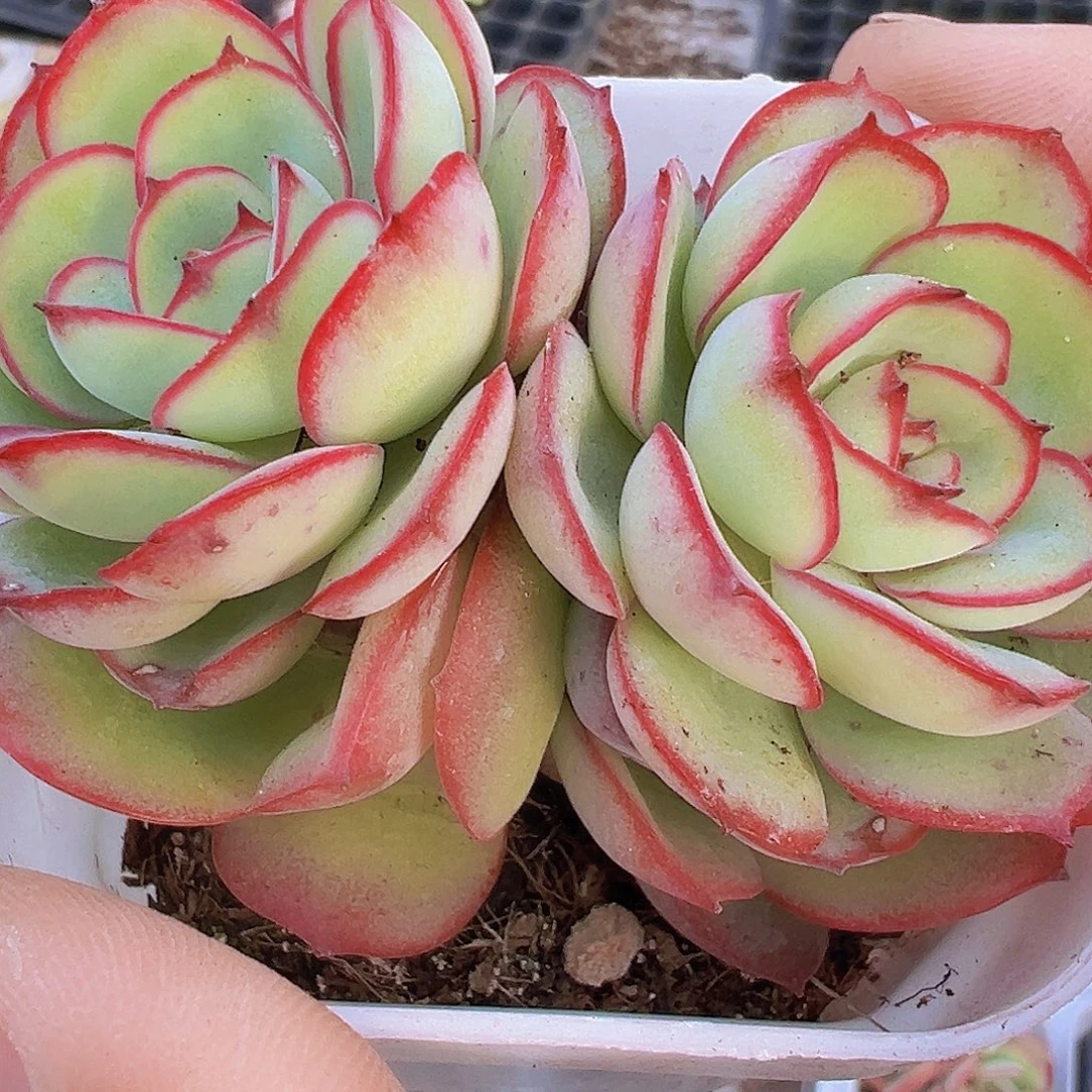 双头牡丹亭19包邮