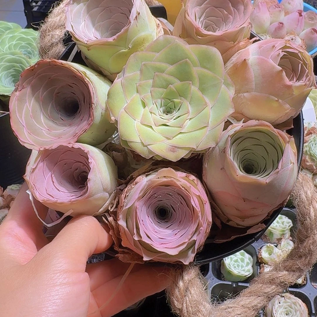 104花篮8大颗看好