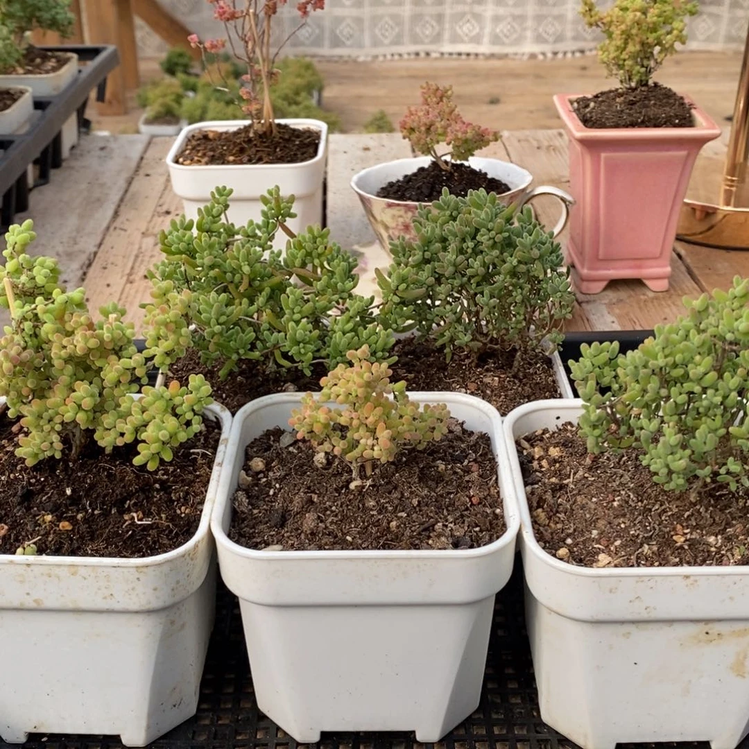 枝干蜜桔糖球来了031