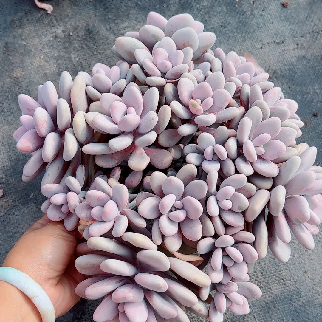 桃蛋老桩，一物一拍