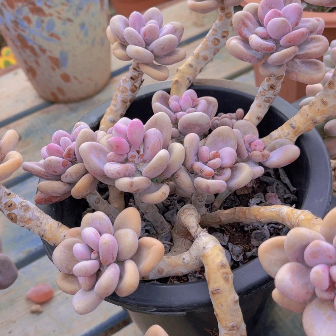 哥***越多肉植物保护研究所所长一