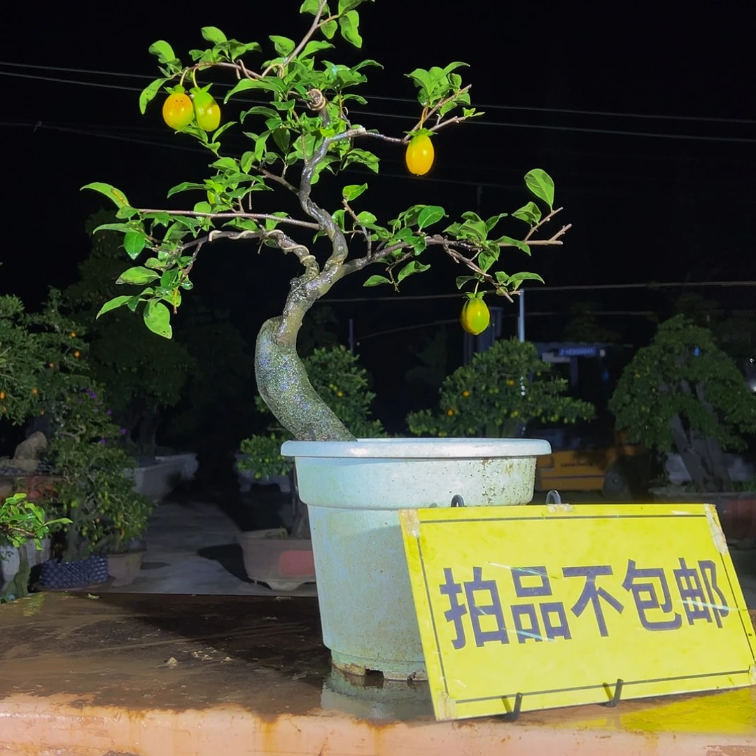 无花朵嫁接金弹子