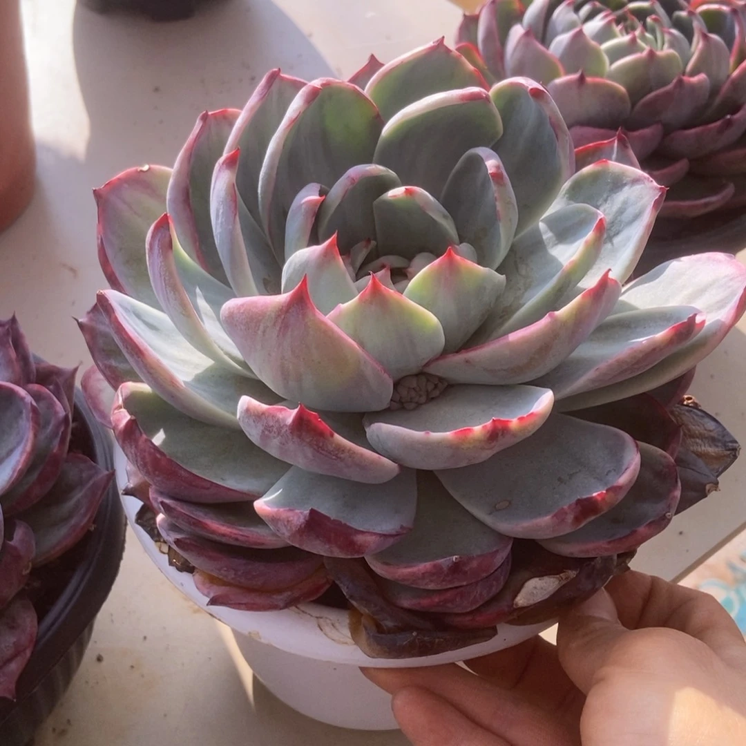 惊鸿多肉多肉多肉多肉多肉