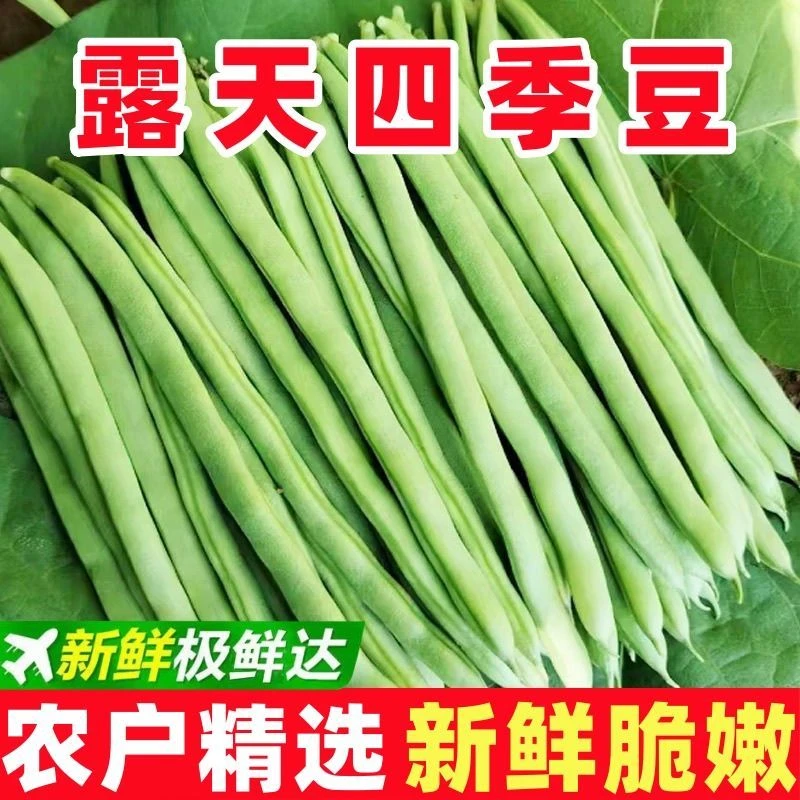 新鲜现摘四季豆云南小金豆角露天芸豆蔬菜筋豆扁豆刀豆整箱