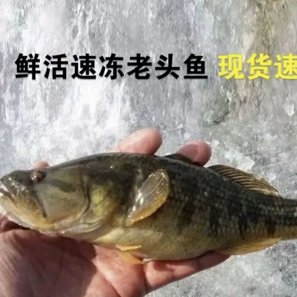 黑龙江抚远俄罗斯速冻大老头鱼
