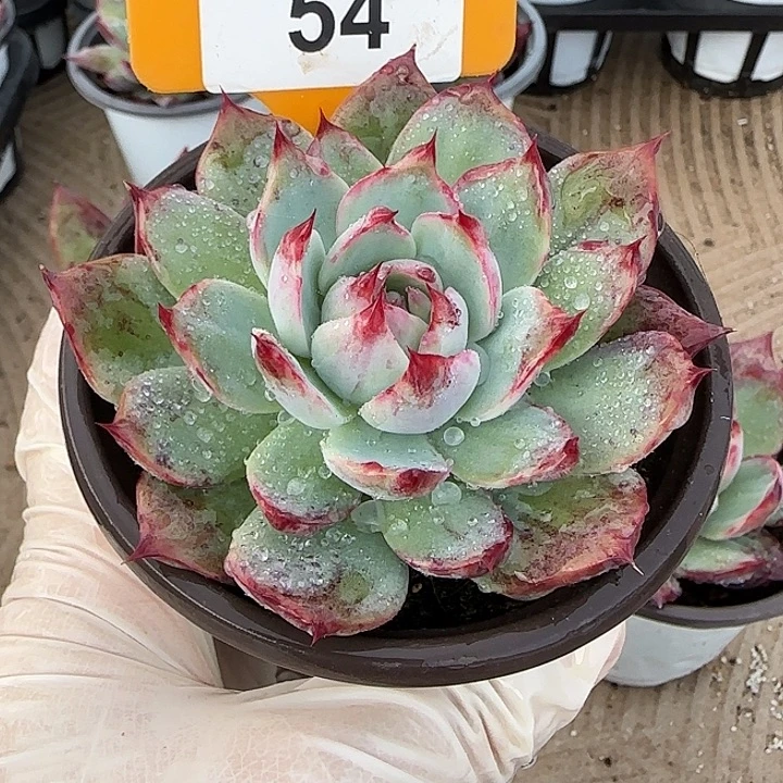 昕***乐54 惊鸿仙子多肉植物