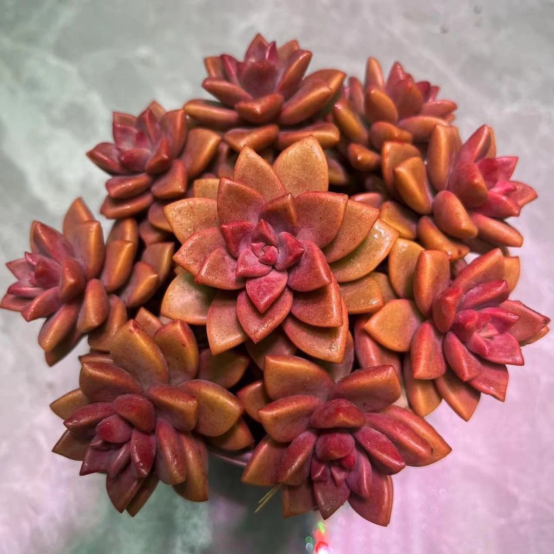 红色钻石花一颗带盆满15包邮多肉植物 新手好养好活 阳台庭院必备