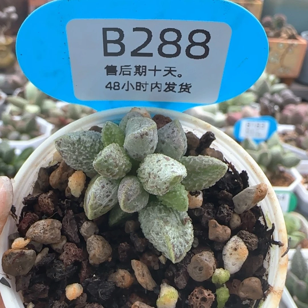 星***晶七彩仙女。  288。