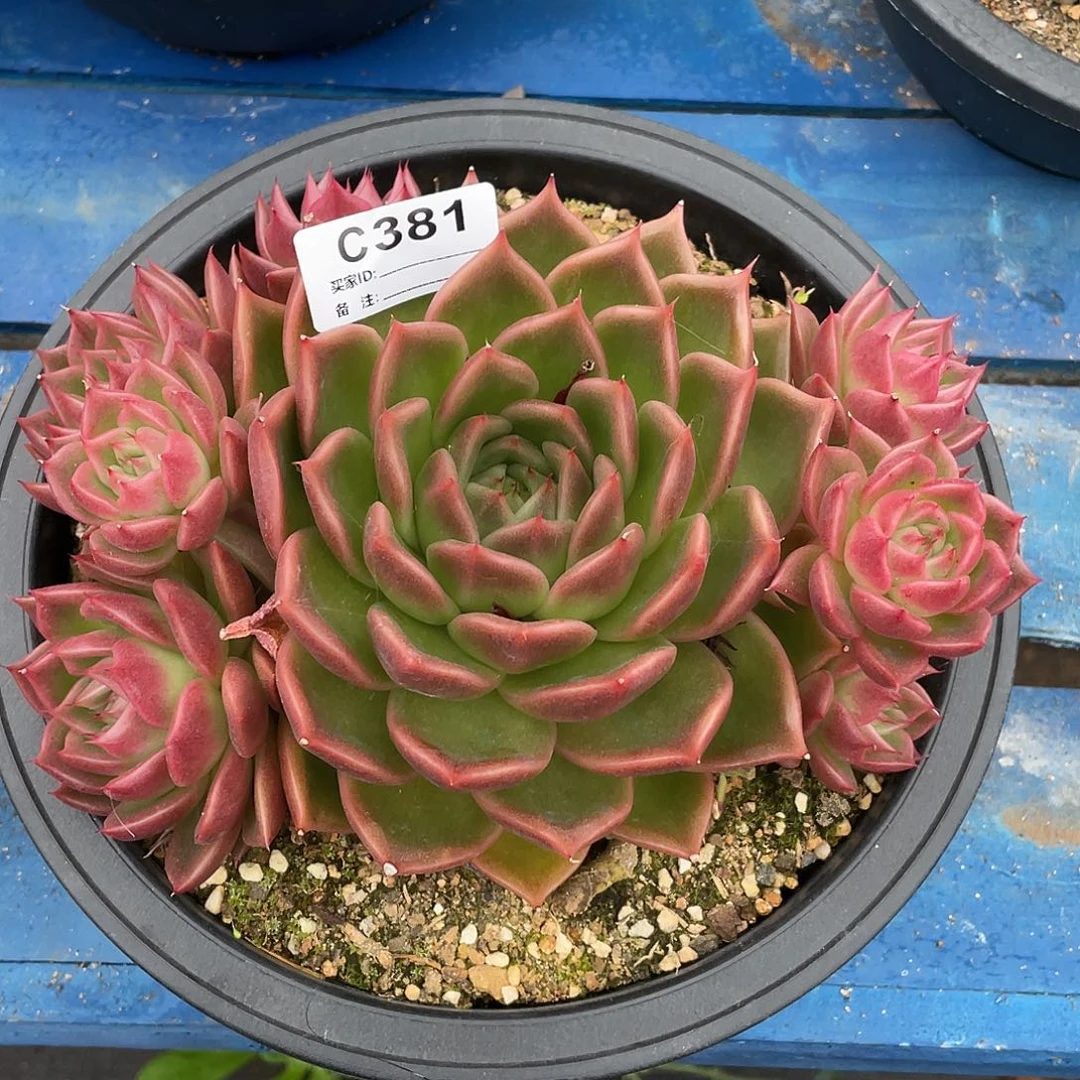 若如东云单拍C381