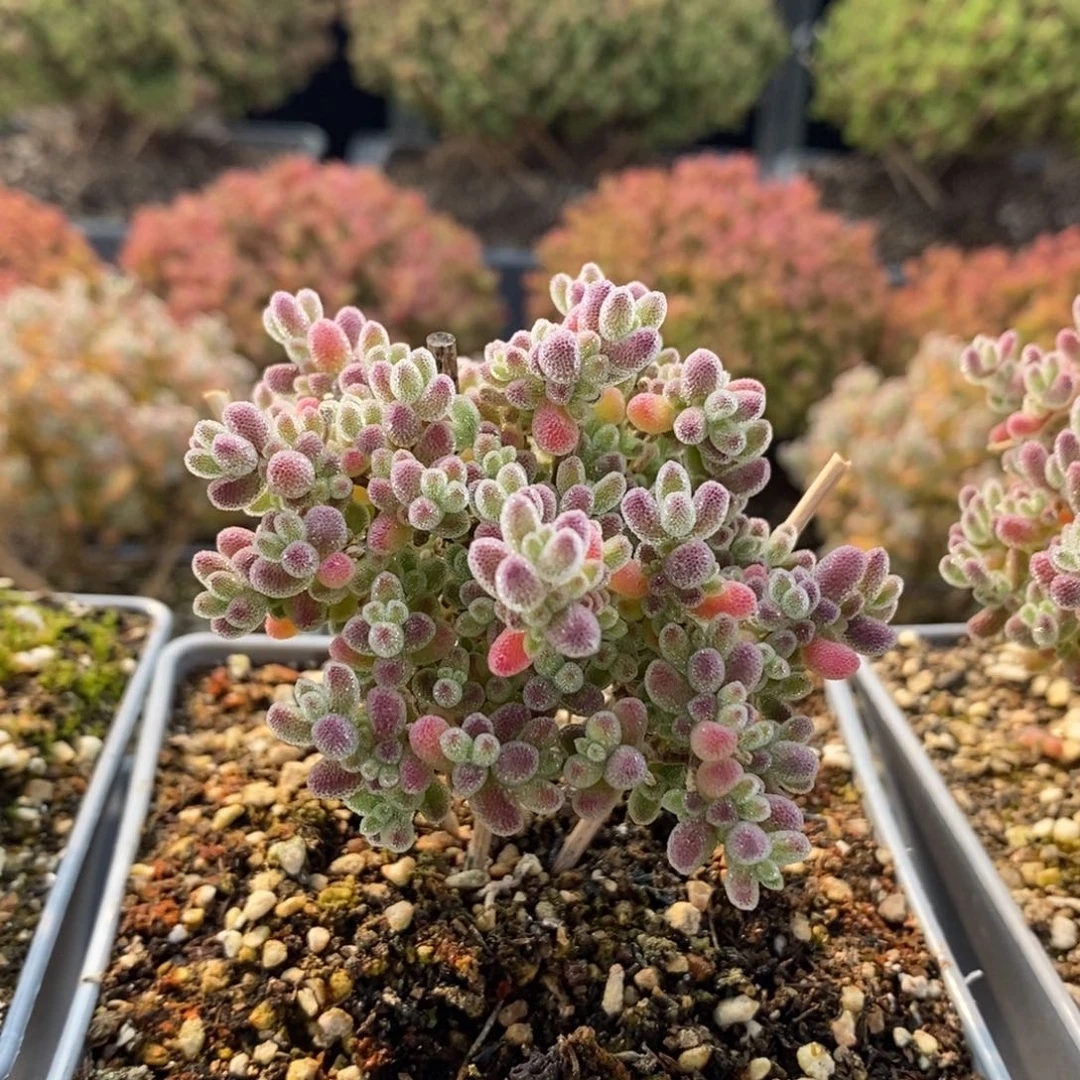 实生冰晶7094枝干番杏