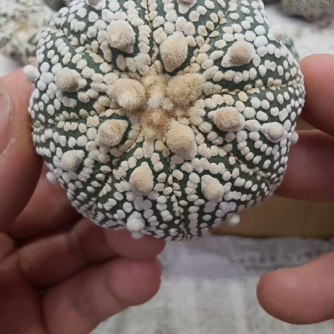 元***正海星体奇迹连线目玉