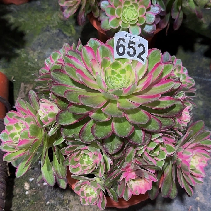 00000000000000652孔雀翎