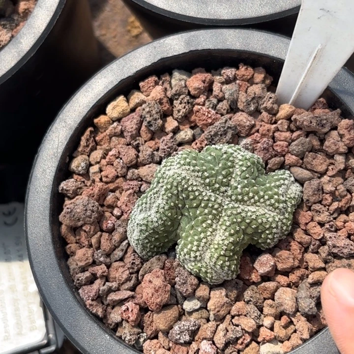 章***哥566实生菊水缀化好养皮实