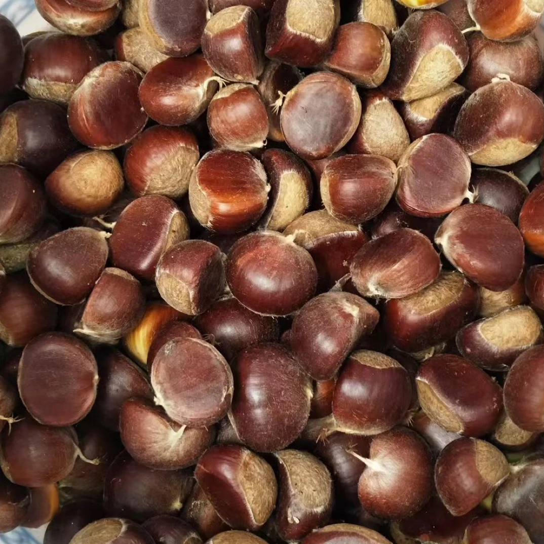 小个土板栗新鲜现摘深山老树带壳板栗粉糯香甜