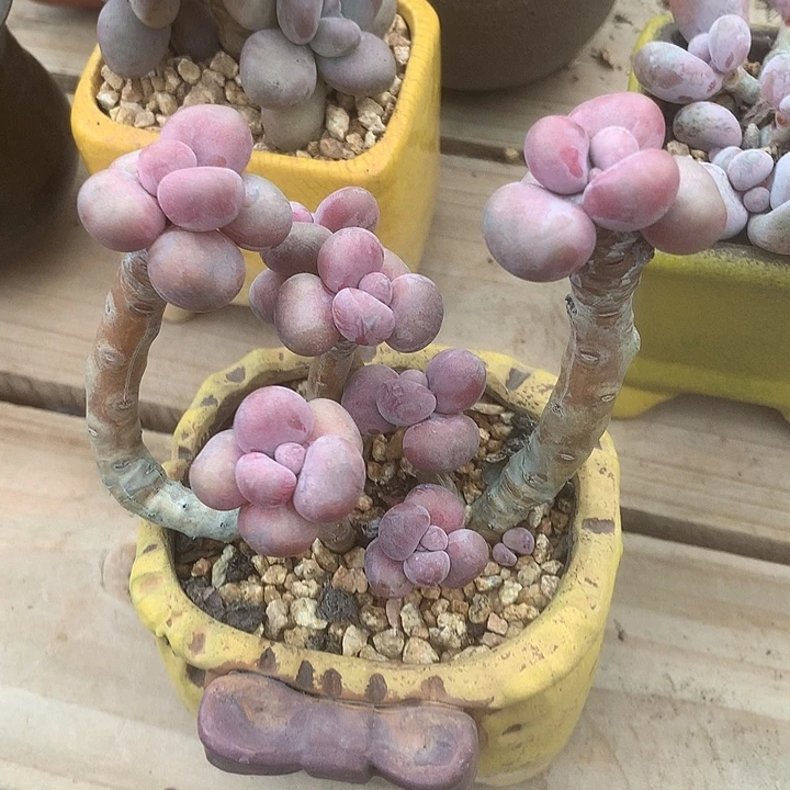 数据兔兔小宇小宇我哦哦哦哦我