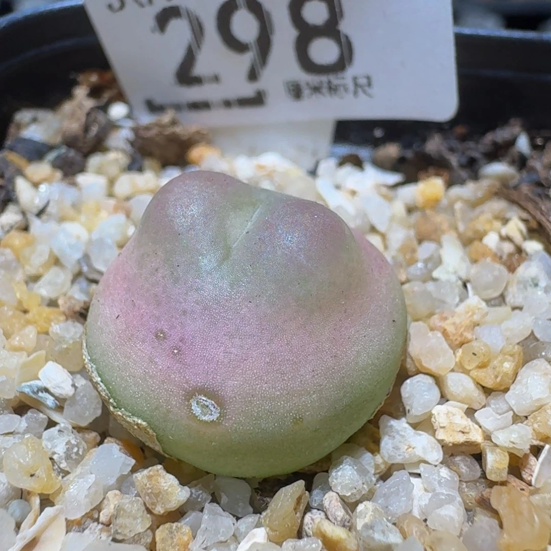 Ssss精品生石花298