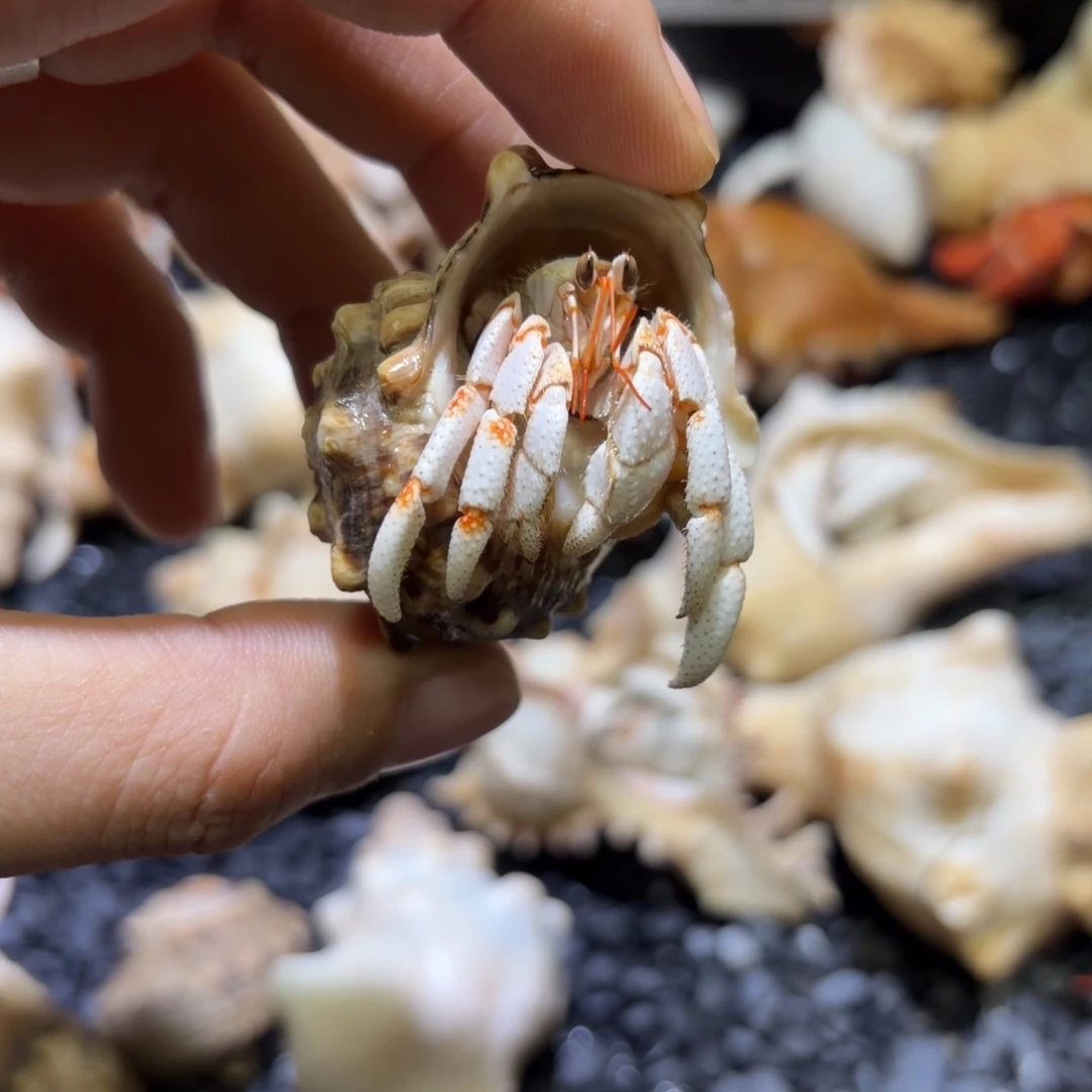 03小口白草寄居蟹 2口