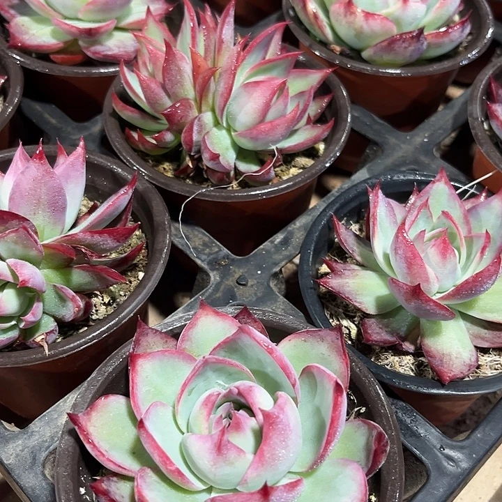 2棵大惊鸿仙子多肉植物