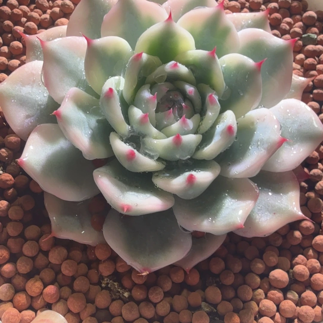 吉娃娃锦，多肉植物
