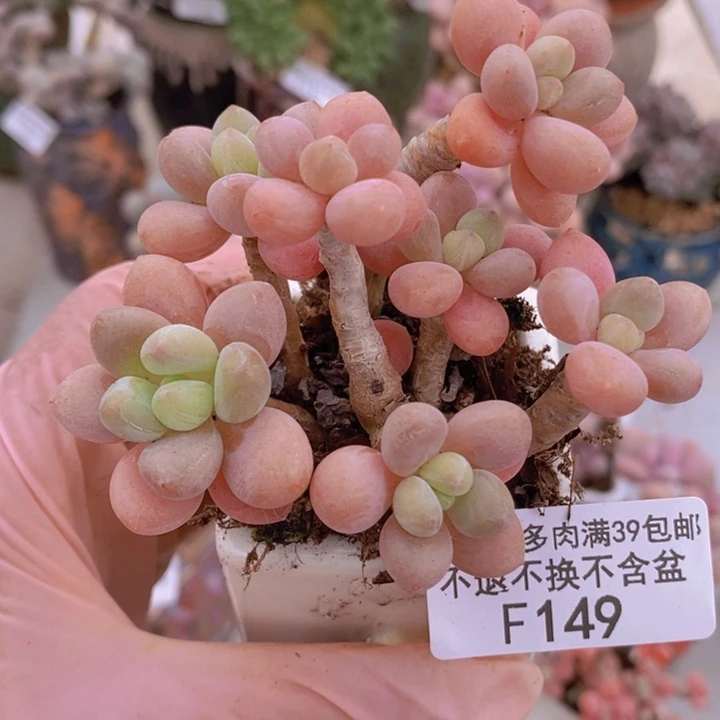 鱼子酱老桩7cm149多肉植物