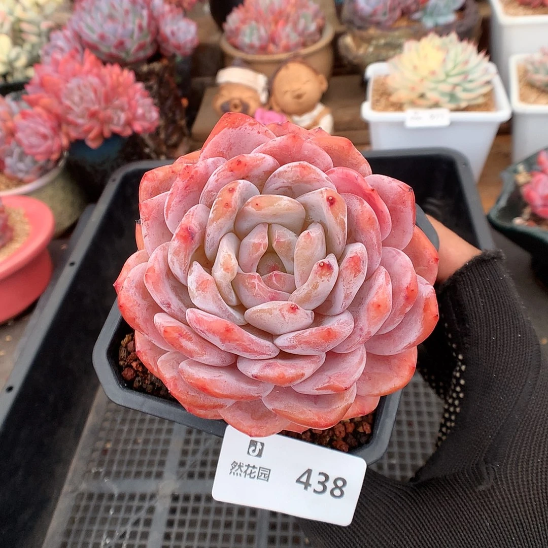 438雪天使多肉植物666