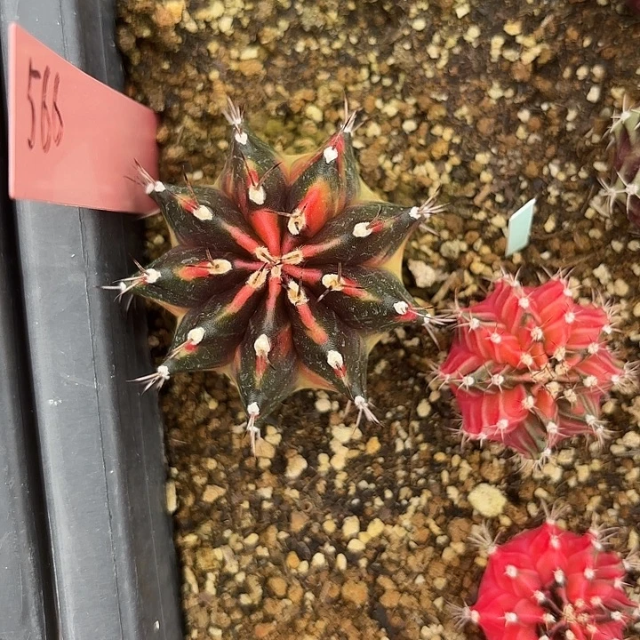 566-0815泰国发货