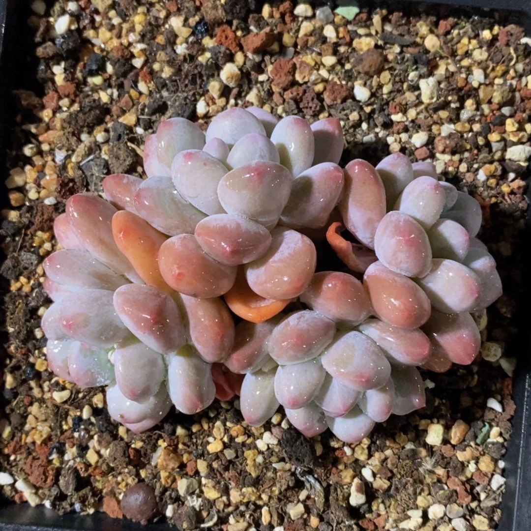 一物一拍多肉植物精品-